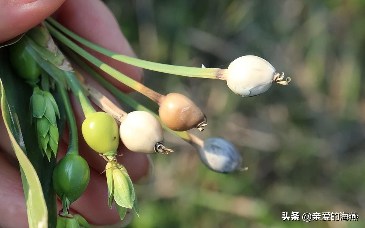 农村常见的草珠子,农村的草珠子有什么作用吗