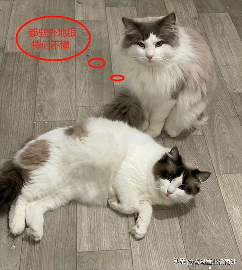 “来青岛请选黄岛”。老青岛不爱听，为何却是百万年轻人的选择？