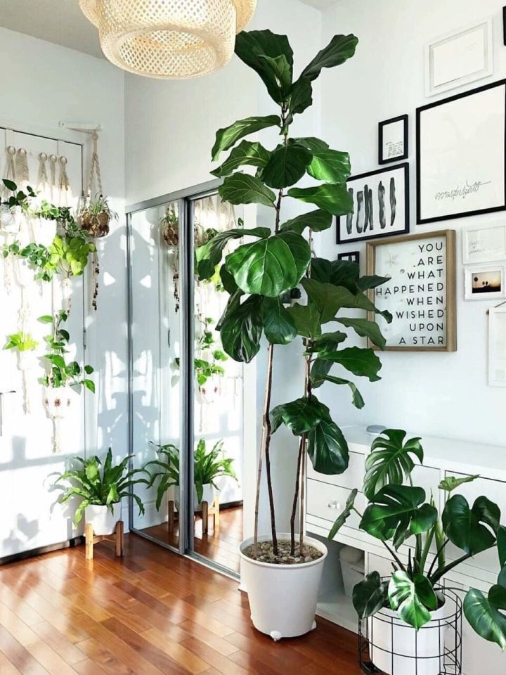 手残党也能养活的10种绿植,十种大家都在养易存活绿植