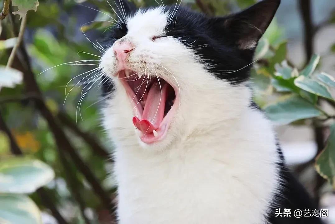 猫毛颜色由什么决定,关于猫毛的100个小知识