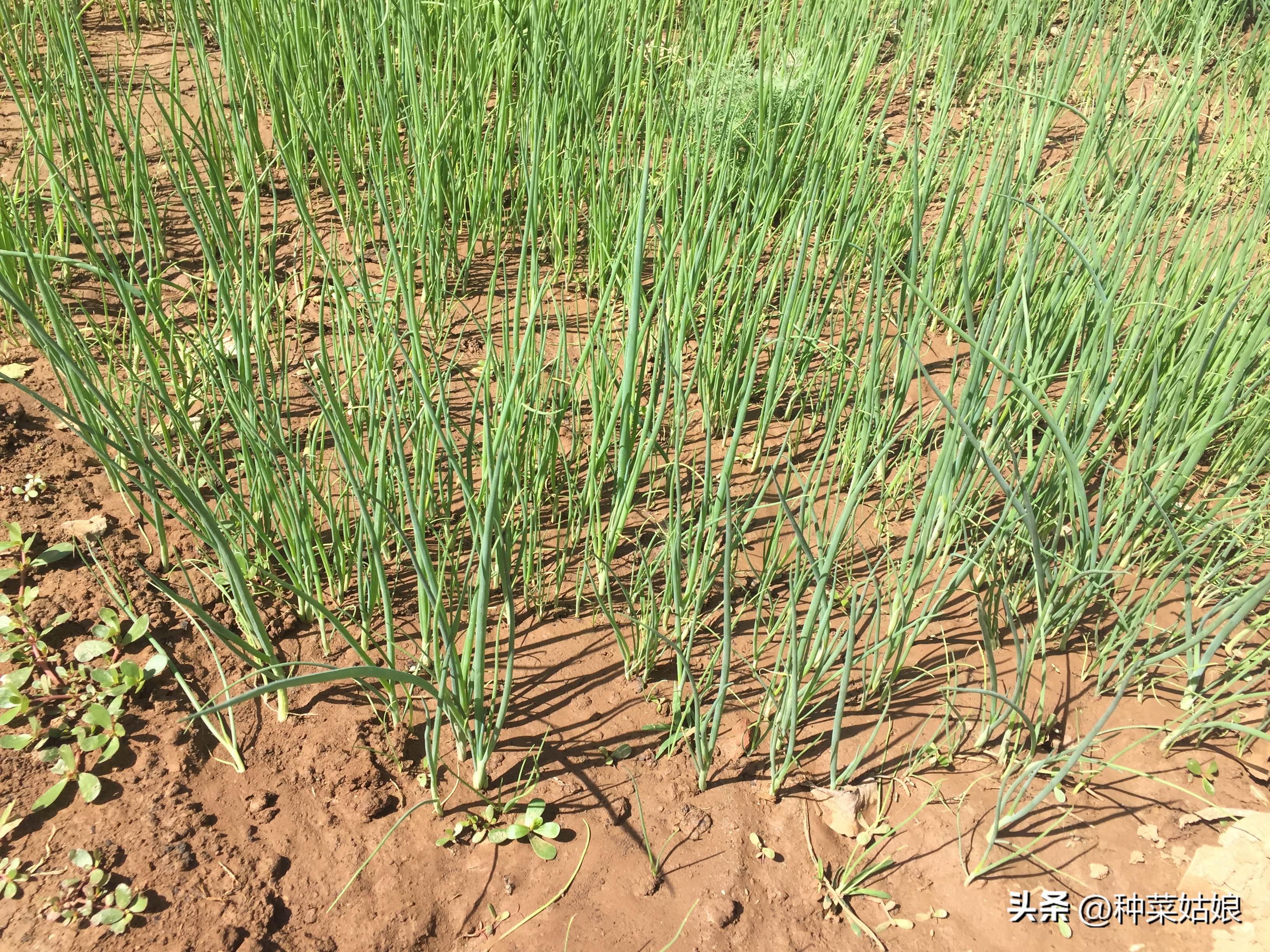 怎样种小葱韭菜,种小葱的地适合种韭菜吗