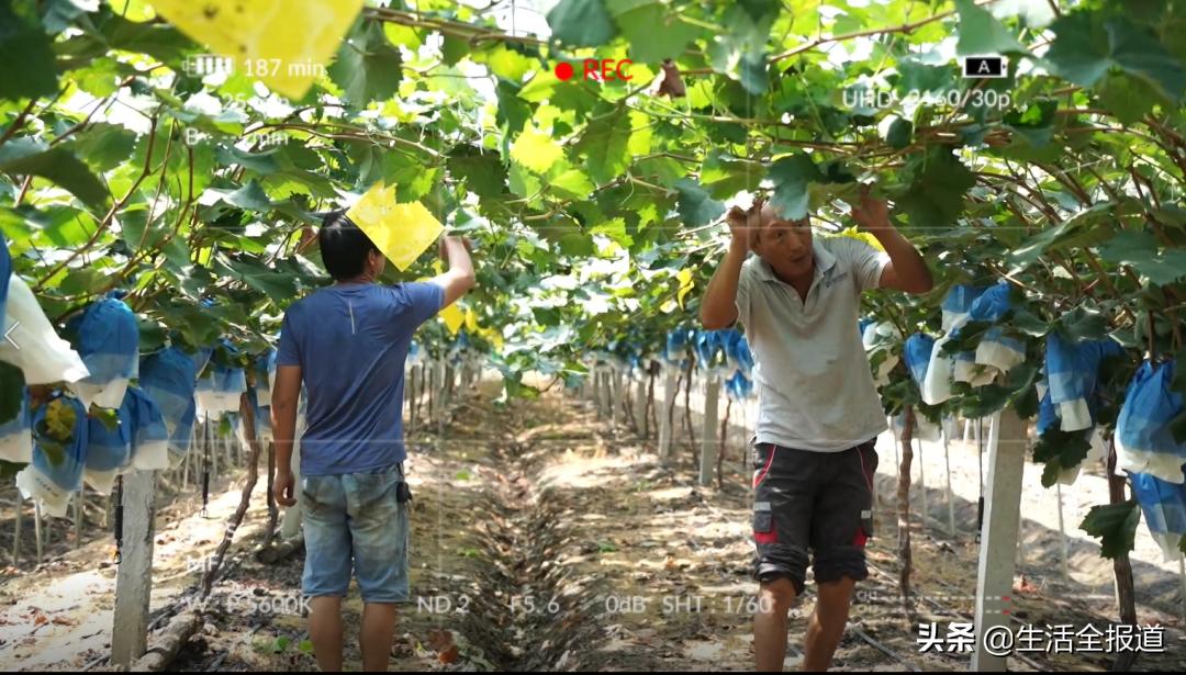 武汉优质农产品东西湖葡萄——葡萄架架起村民“致富桥”