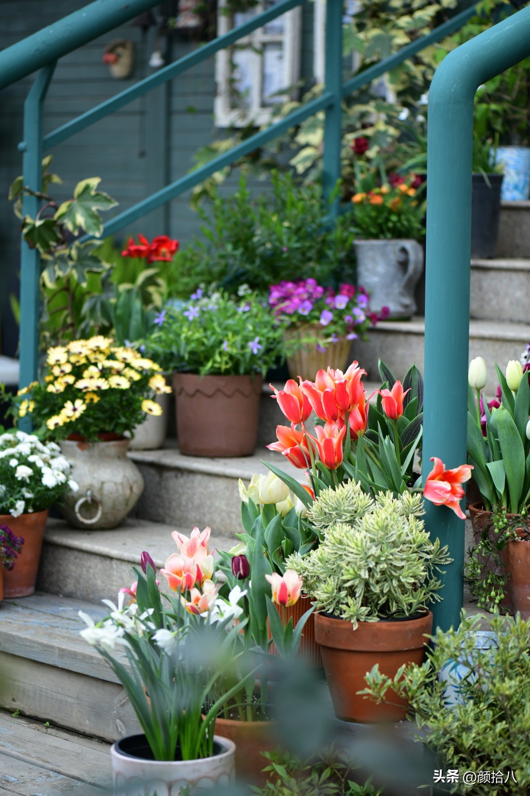 河马花园最耐阴植物,最漂亮的花园里的郁金香