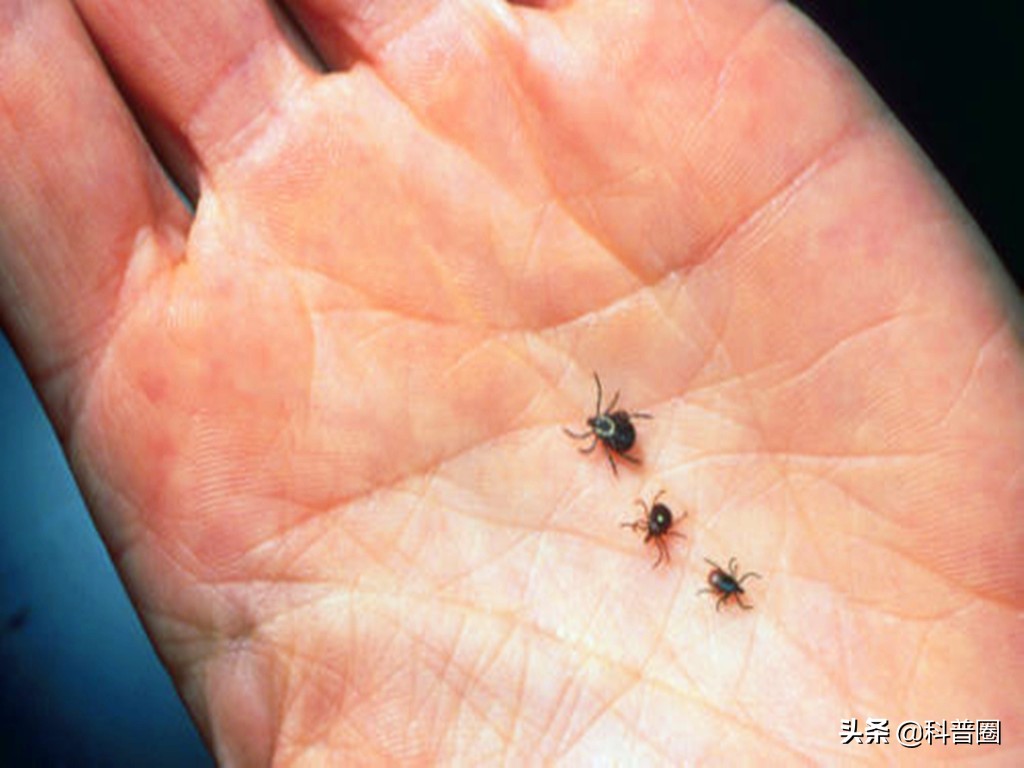 致命蜱虫,比蜱虫还可怕