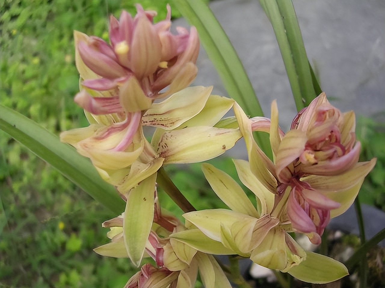 养什么品种的兰花又香又好养,兰花都有哪些常见常养的品种