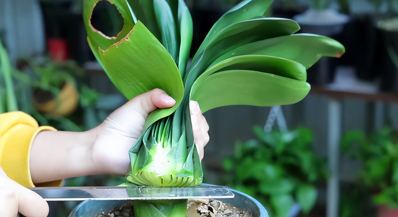 君子兰剃头后如何养,什么时候给君子兰剃头