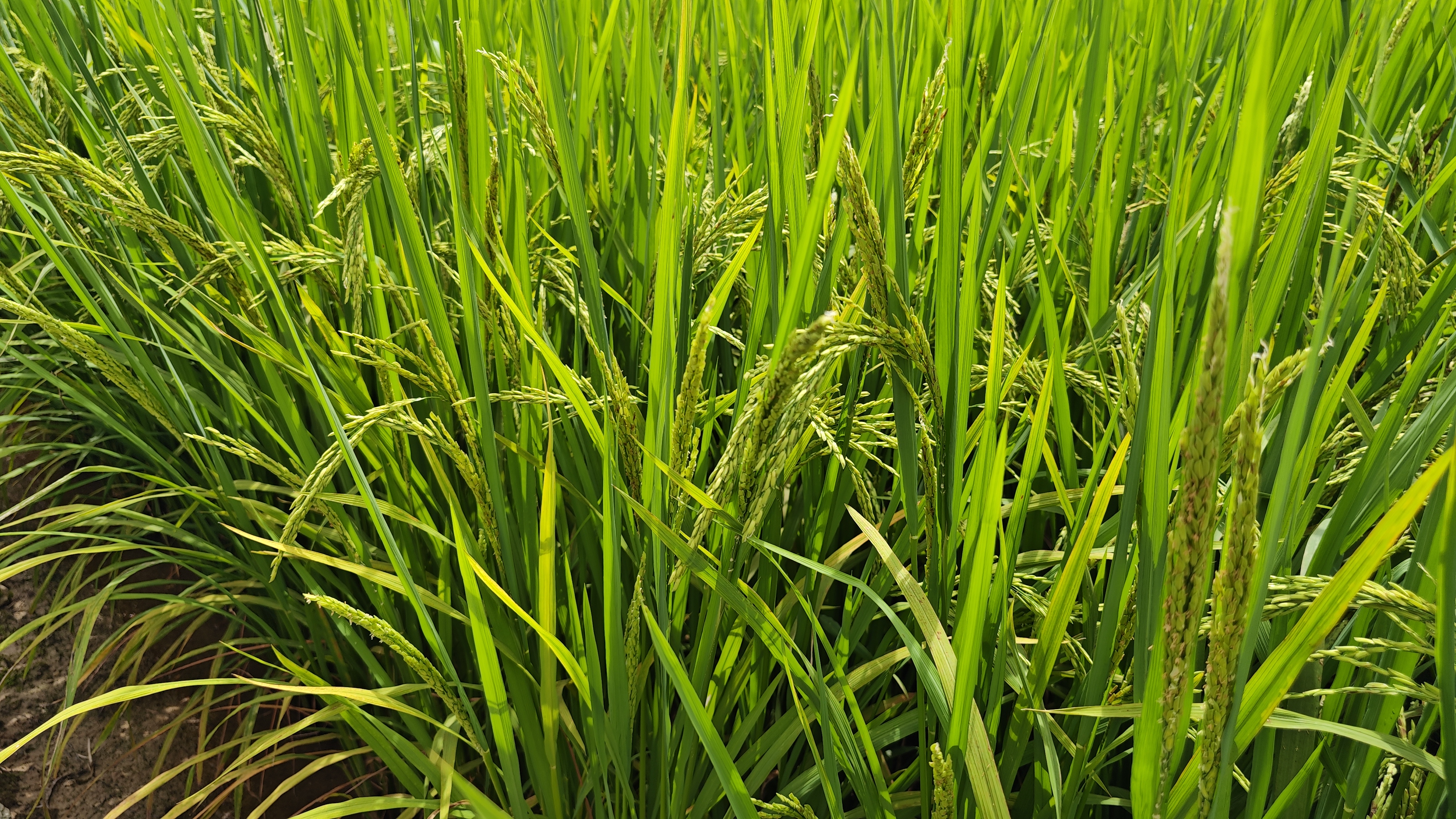 罗浮山温泉品质特色民宿推荐,惠州罗浮山脉下的乡野秘境民宿