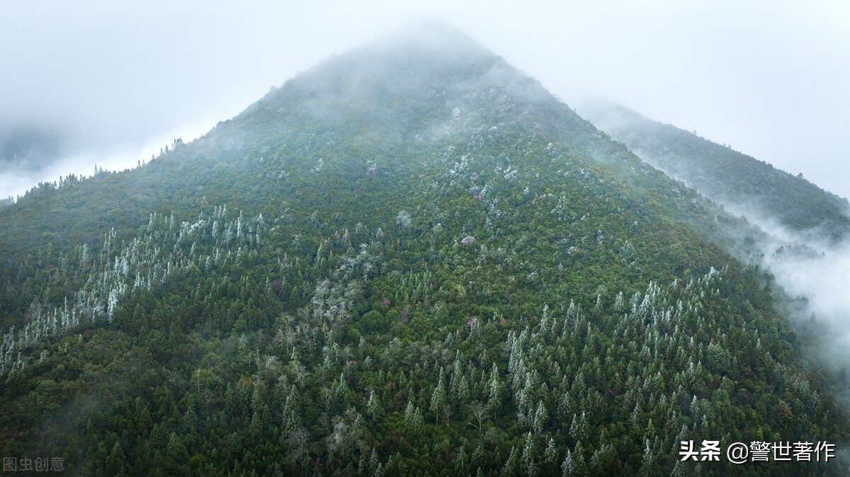 七律采蜜诗,蜜蜂诗词七律