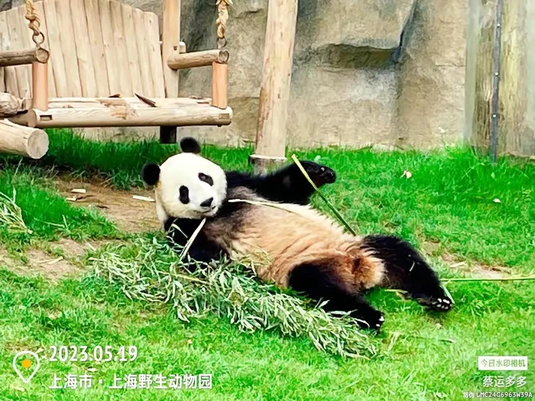 上海野生动物园和上海动物园,上海野生动物园过年营业时间