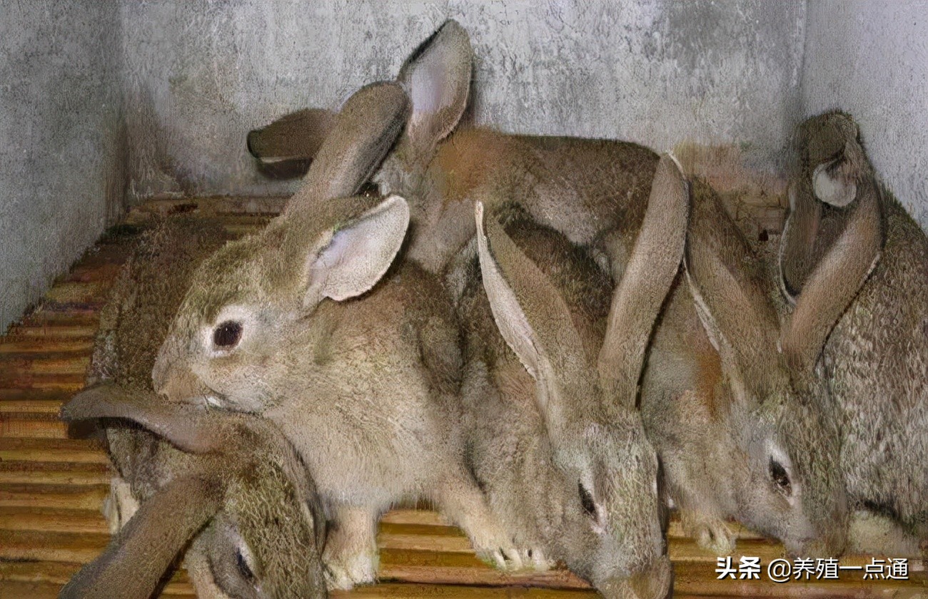 农村毛兔养殖创业项目,灰毛兔养殖合作社