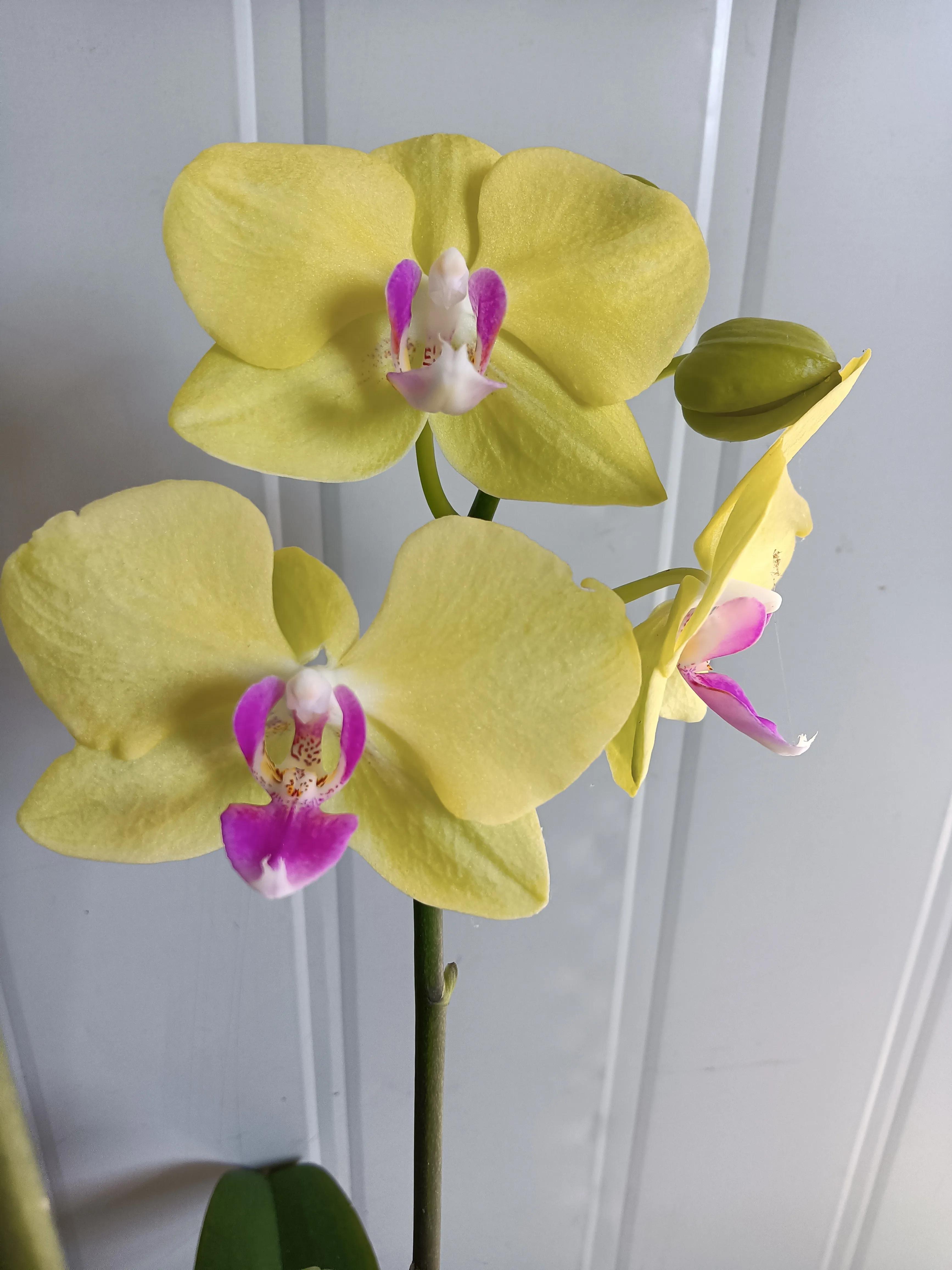 直播间买的花真的好吗,有没有在直播间买花的