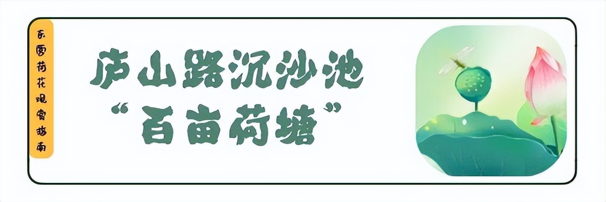 荷你有约环创,荷你有约完整视频