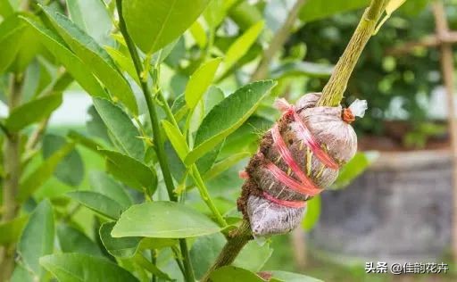 花卉绿植扦插繁殖方法视频播放,各种花卉的扦插视频教程