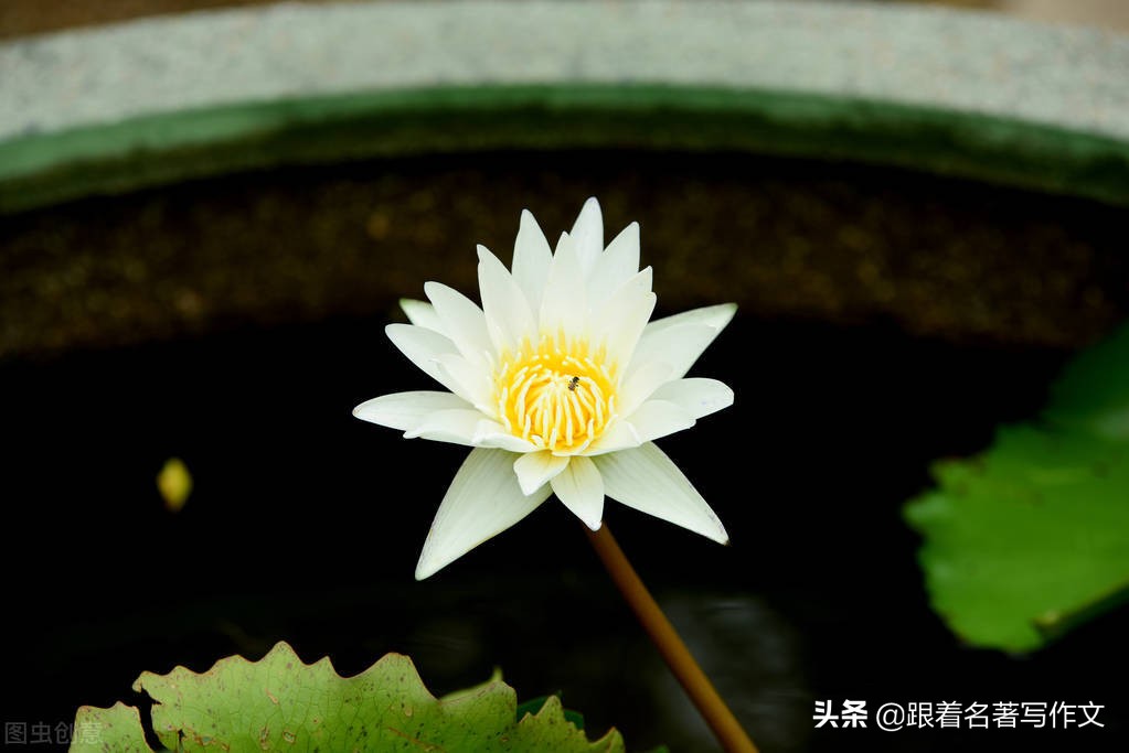 作文开头六大技法并举例,作文开头的4个技巧有哪些