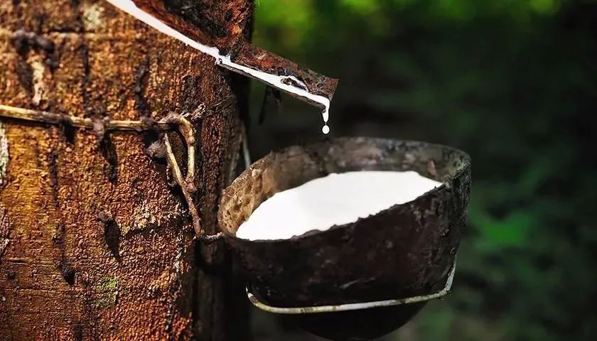 海南省建立自贸区对橡胶有影响吗,海南海胶自贸港的发展前景