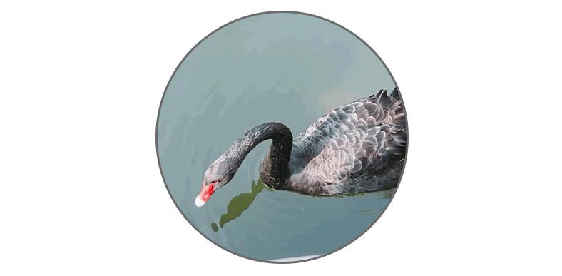 被黑天鹅打得措手不及,学校黑天鹅被学生拿