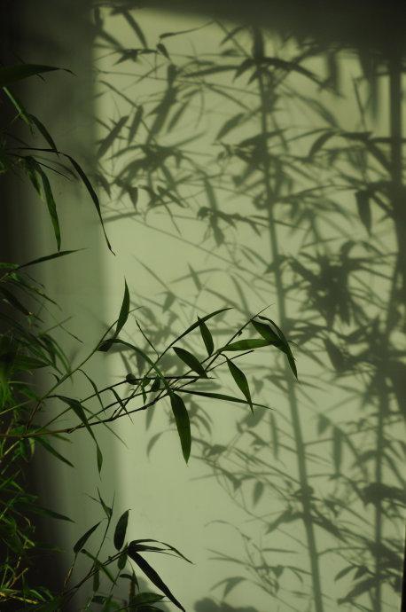 荷风送香气竹露滴清响属于律诗吗,荷风送香气竹露滴清响是描写什么