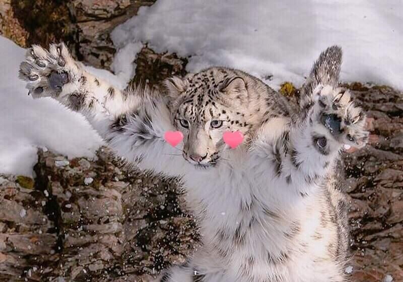 宁夏贺兰山保护区又发现一只雪豹,宁夏贺兰山时隔66年重现雪豹
