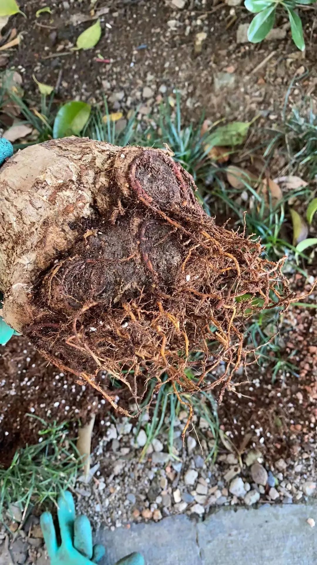 水多的植物如何挽救？植物烂根的迹象，如何拯救烂根植物？