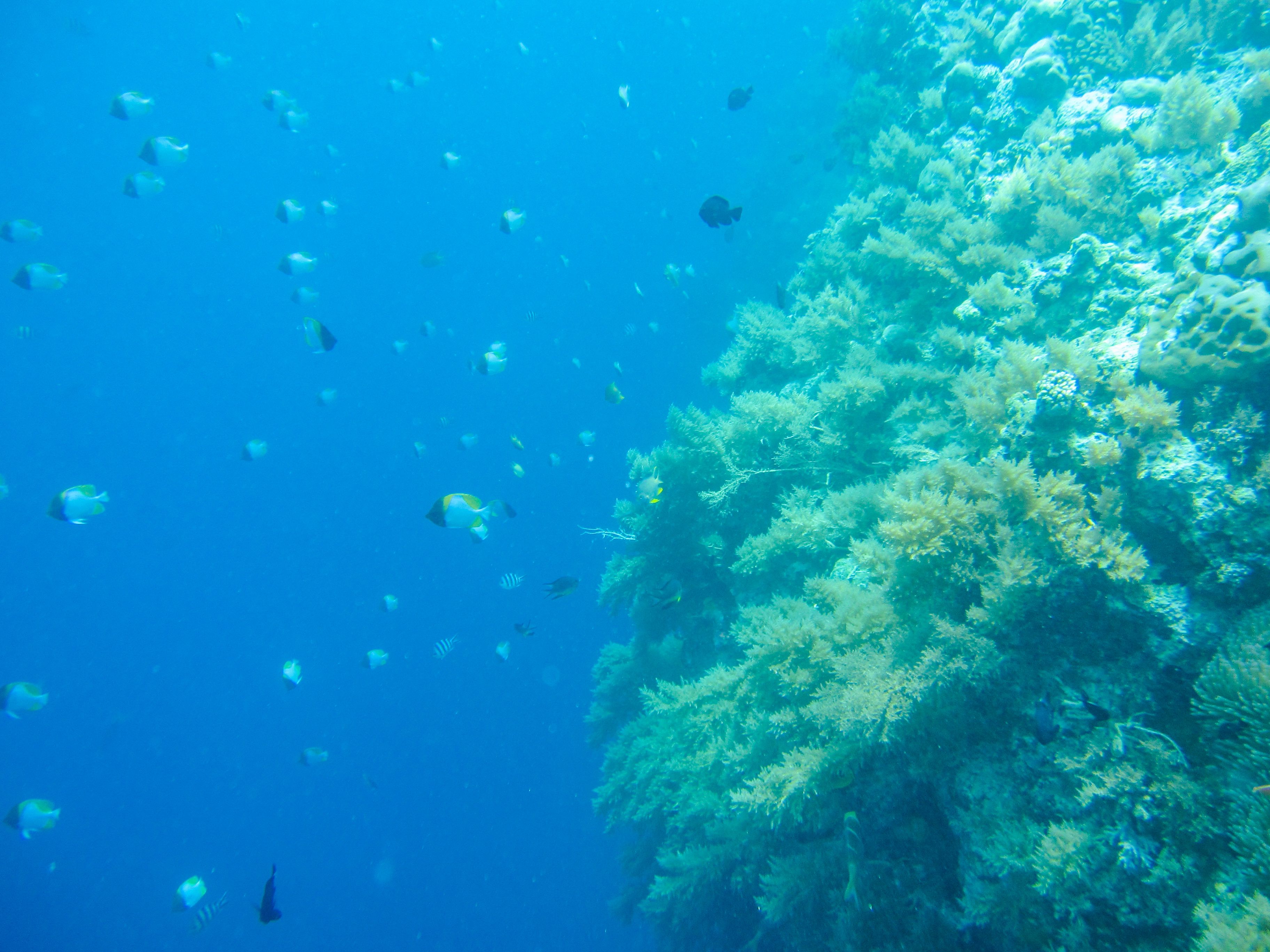 孤悬在太平洋上的岛国，帕劳，人生最值得一去的旅游目的地之一