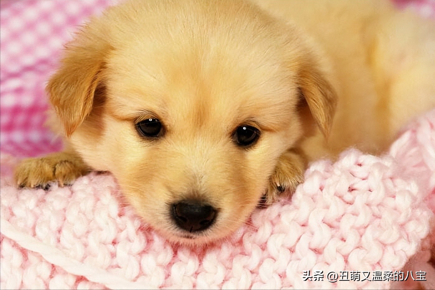 狗狗有耳螨用什么药,狗狗去耳螨买什么药