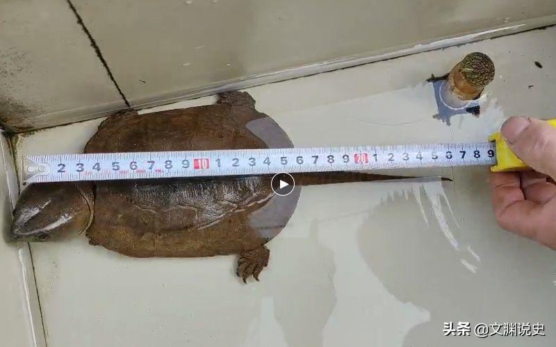 男子在臭水沟捡到一只乌龟,村民捡到乌龟马上报警