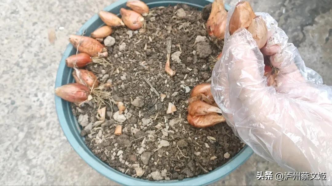 小葱怎样种植才能长得又粗又壮,小葱的种植技巧与管理方法