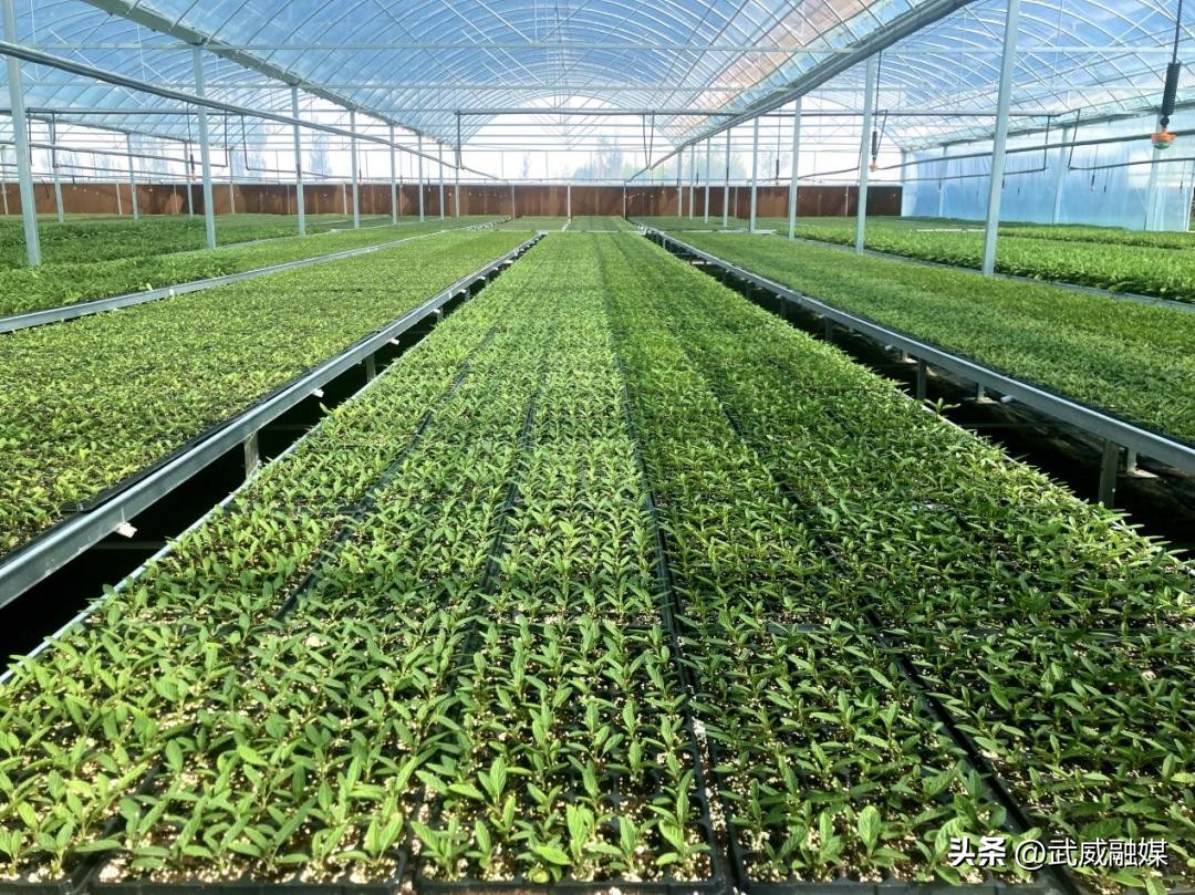 央媒看甘肃薪火相传,央视新闻联播苗乡创业