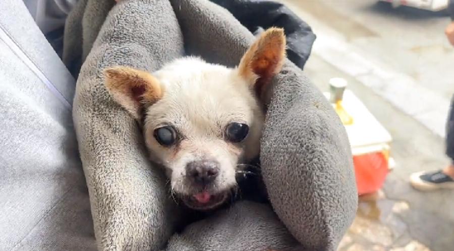 十余年的陪伴，却在台风天里被抛弃，狗狗在求助人怀里无助哀求着