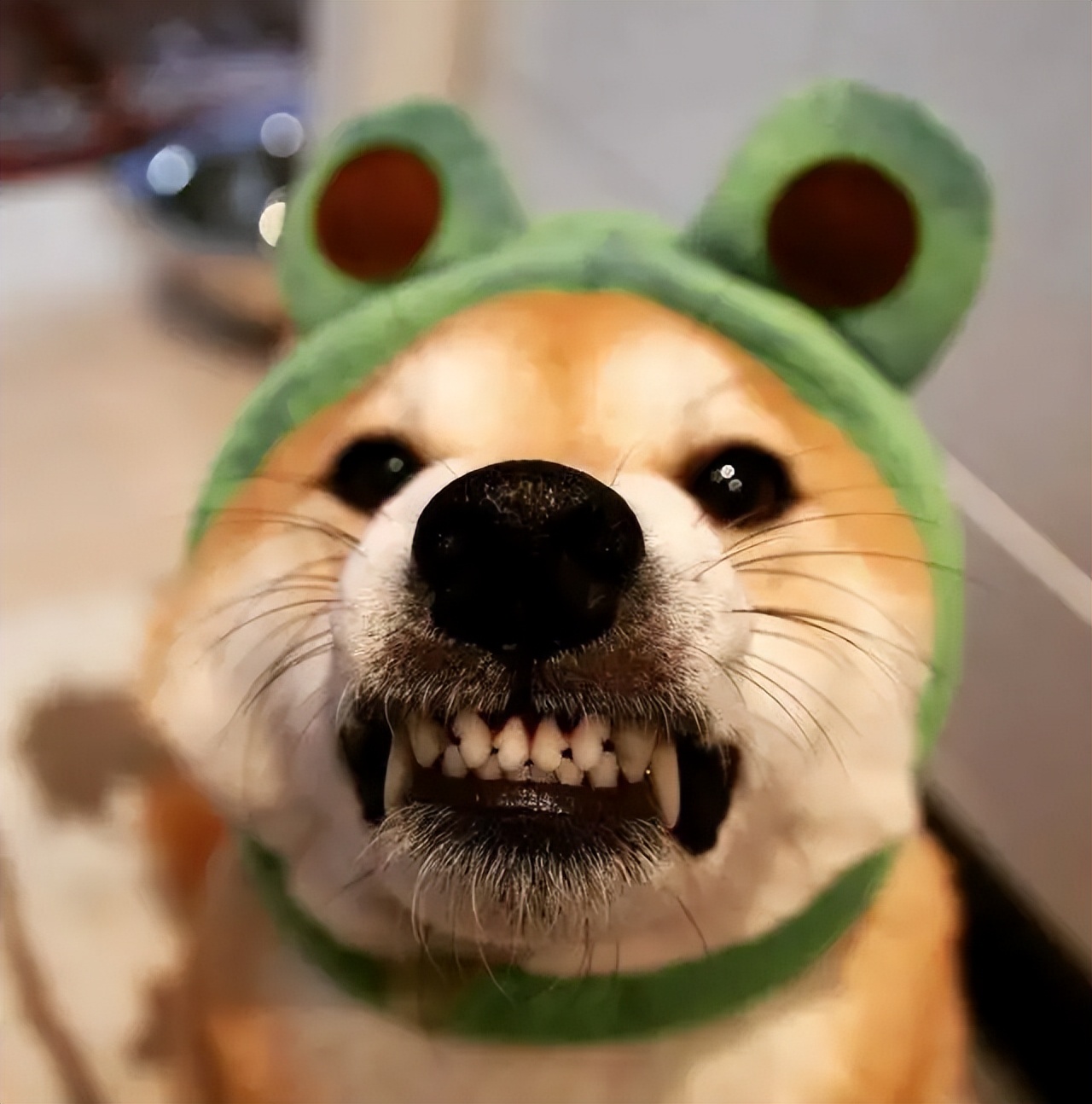 日本国宝是朱鹮还是秋田犬,美系秋田犬与日本秋田犬优缺点