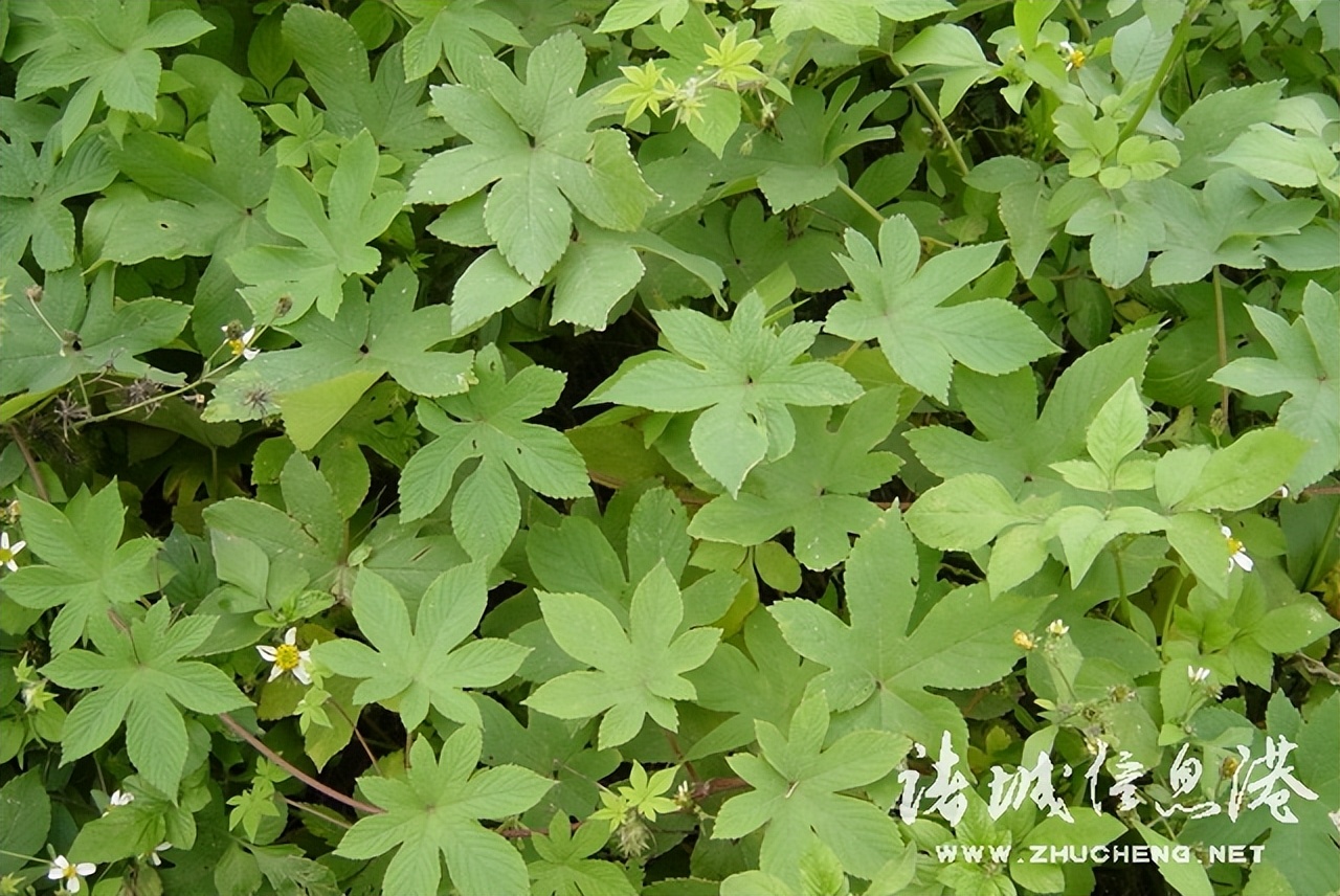 冠县常见野生保护植物,诸城野生动物排名