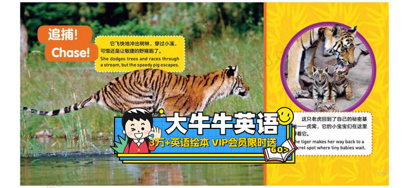 Tigers3~6岁英语启蒙绘本