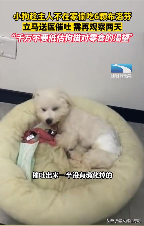 小狗不小心吃了三个布洛芬,小狗误吃六颗布洛芬