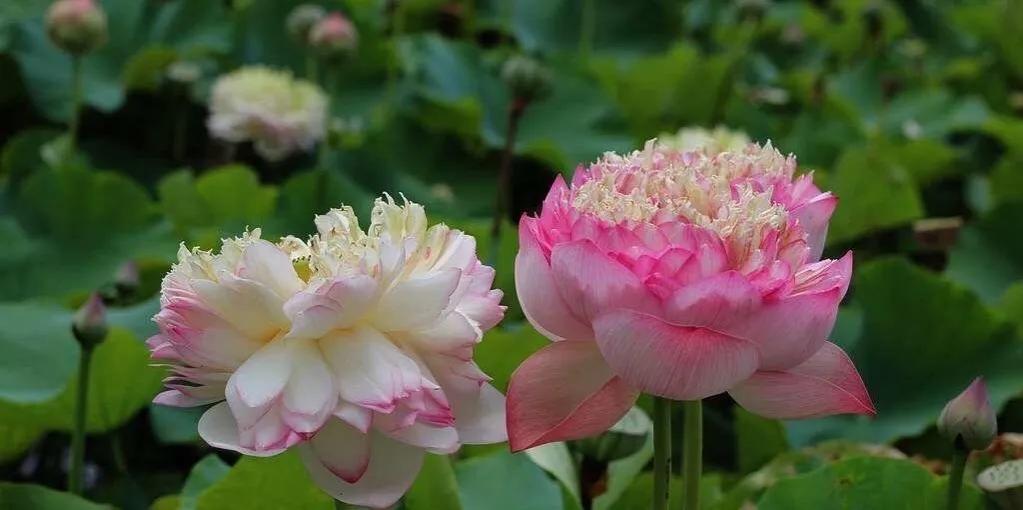 百年好合啥意思,百年好荷酒