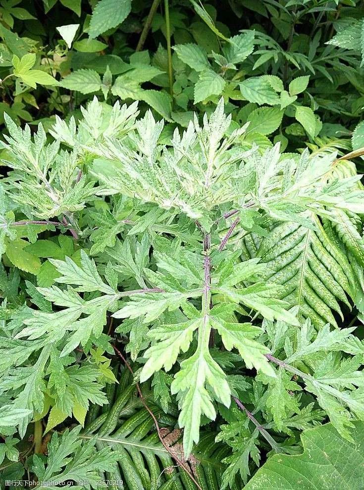 艾草蚊香液工厂店,艾草蚊香棒驱蚊家用第一名