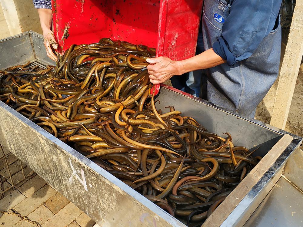 越南人用污泥加稻草怎么养黄鳝,越南人地下室可以养黄鳝吗