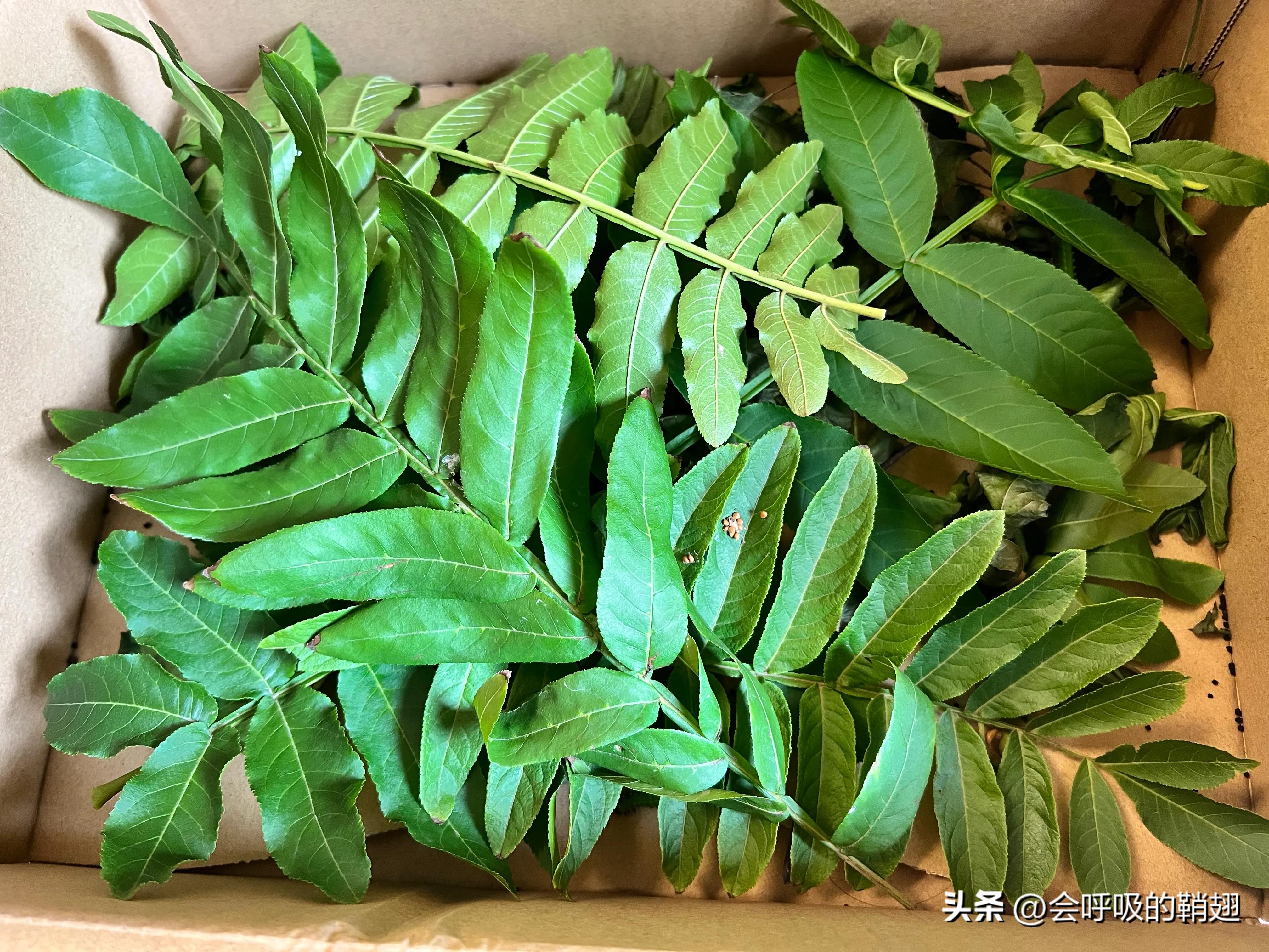 绿尾大蚕蛾怎么样驱除,大蚕蛾饲养记录