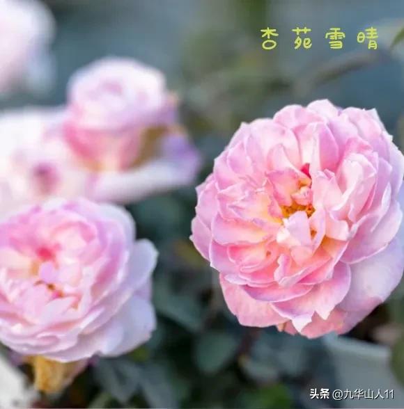 天狼月季新品预售,天狼月季官方旗舰店烛光月季