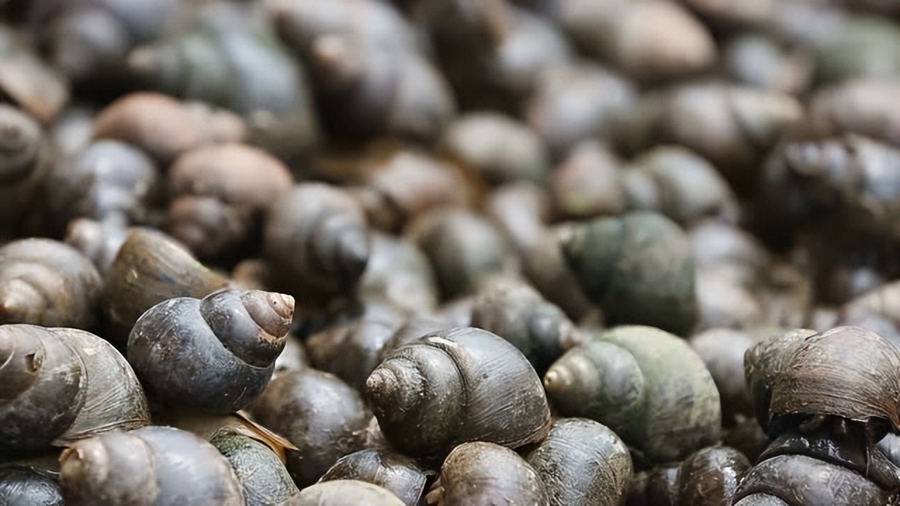 渐渐消失的五种鱼,消失的十二种河鲜