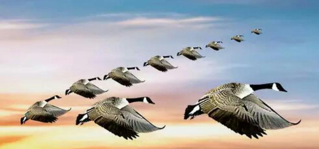 小伙养鹅养鸡上千只大鹅全卖了,养鹅被大雁带走2000只