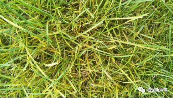 草坪锈病的病害预测及防治策略,草坪病害识别与防治