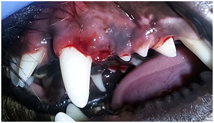 犬口腔疾病治疗,犬牙髓炎怎么治