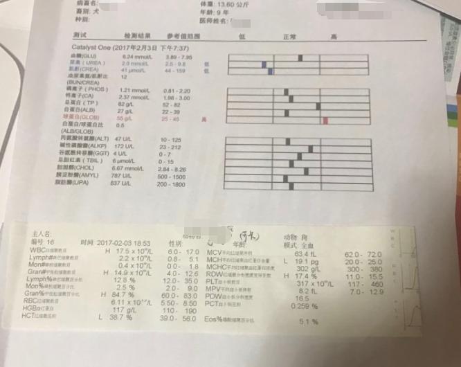 狗狗乳腺肿瘤溃烂怎么处理,狗狗乳腺囊肿和肿瘤的区别