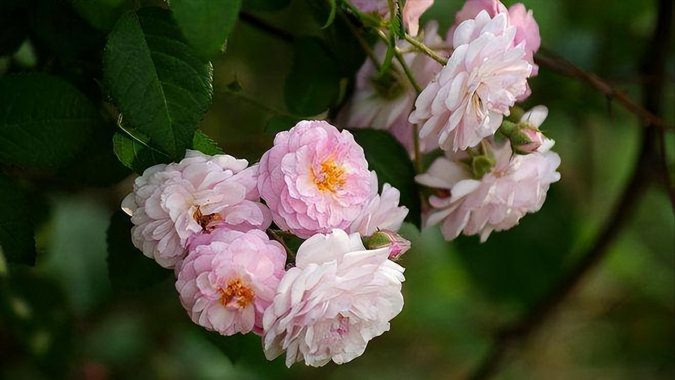 面对瞧不起你的人最好还击,面对瞧不起你的人怎么说