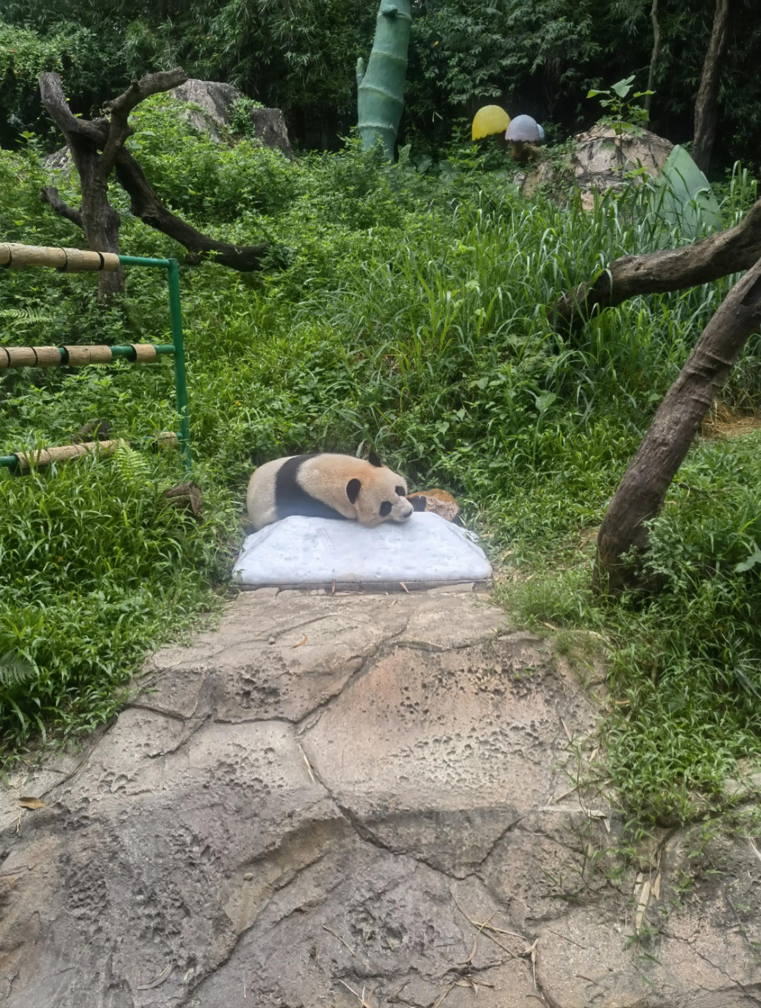 世界上唯一的夜间野生动物园,中国最好的北极熊动物园
