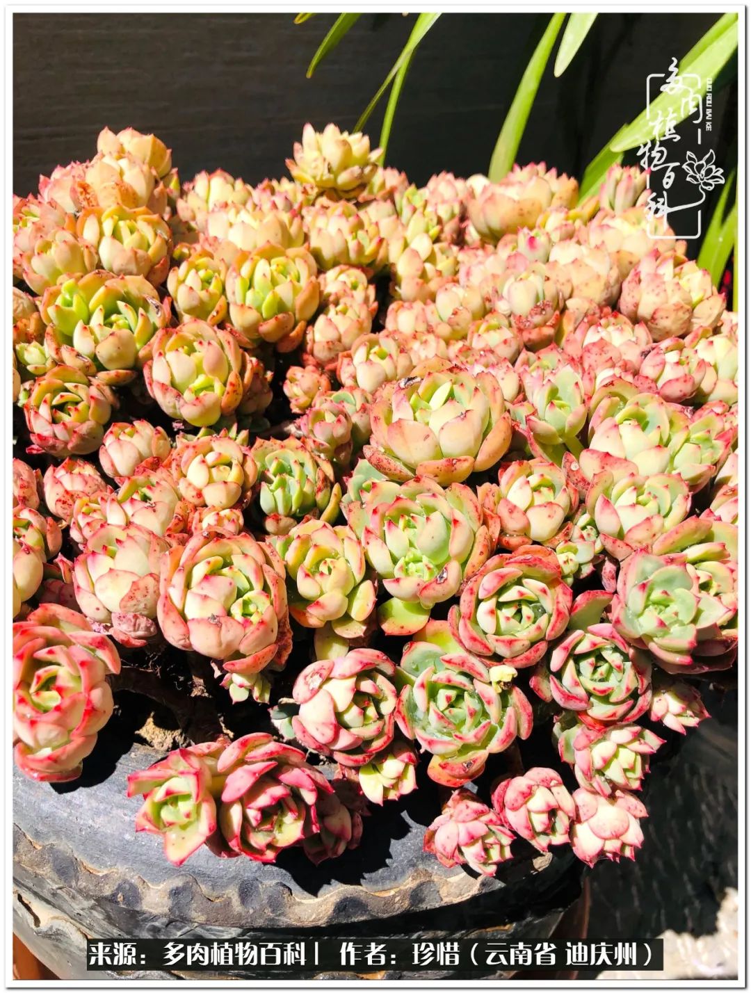 给生命一份淡然还岁月一份从容,给生命留一份洒脱的话