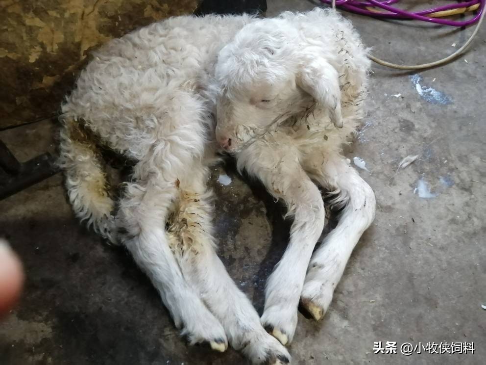 羊拉稀是什么原因引起的?羔羊拉稀怎么治好得快?本文给你方法!