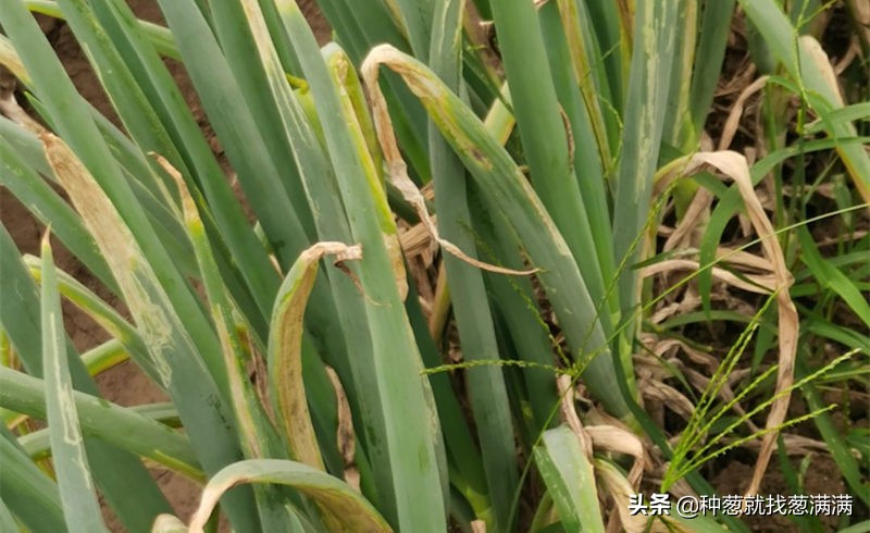 葱叶发黄枯萎什么原因怎么用药,葱叶发黄枯萎什么原因