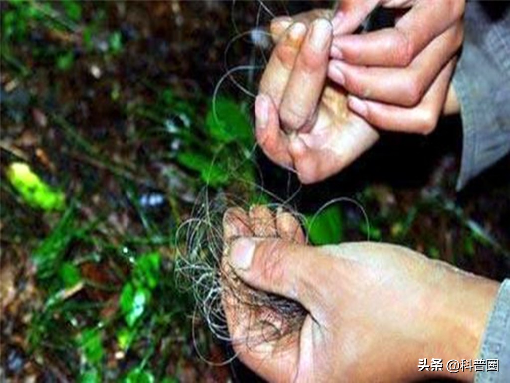 神农架深处为何被列为禁区进不去,神农架深处为何被列为禁区知乎