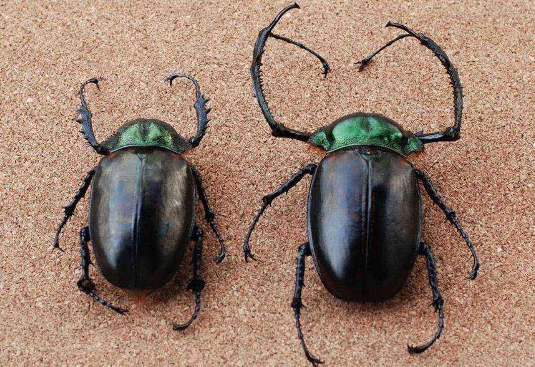 村民称发现网传20万一只的甲虫,村民抓到一只神秘的生物